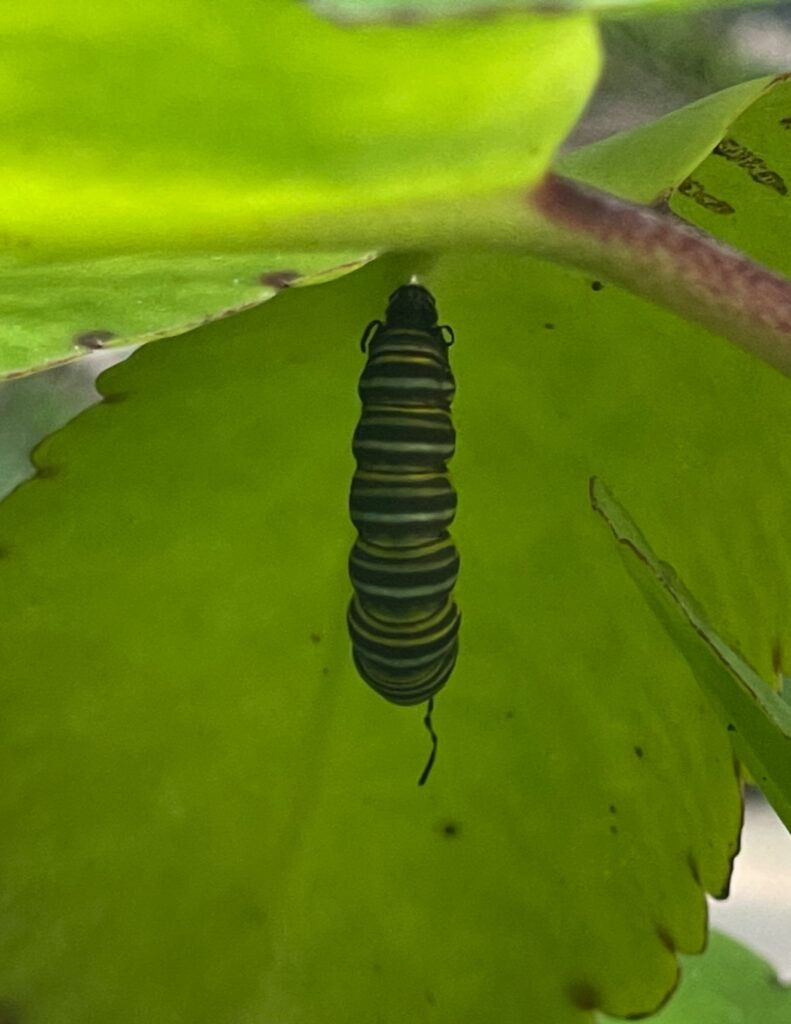 caterpillar in postion 